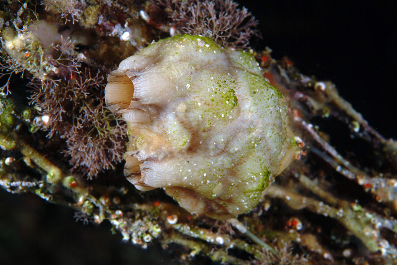 Styela plicata